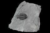 Asaphiscus Trilobite Molt - Wheeler Shale, Utah #97167-1